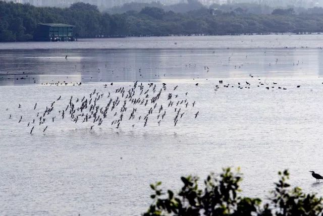 一大波免费电影券来了！深圳人居环境有奖测试，你能答对几道？