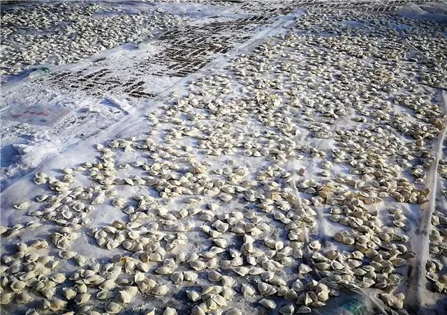 南方人再次被震惊!东北人居然在地上晒饺子…