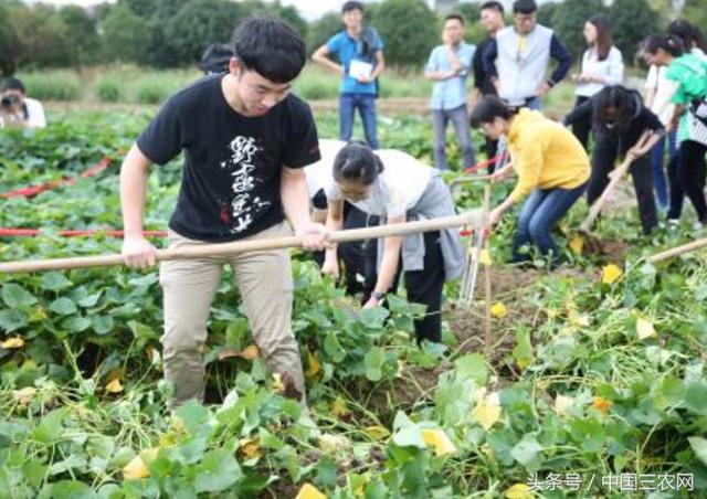 未来农村什么最值钱?不是土地也不是房屋 让人