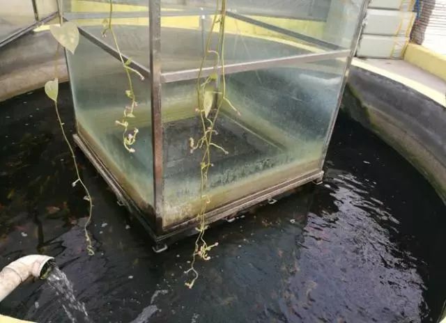 养鱼不换水、种菜不施肥，西安探索精准扶贫新模式
