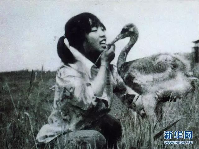 丹顶鹤女孩牺牲27年后弟弟献身,侄女弃保研护鹤