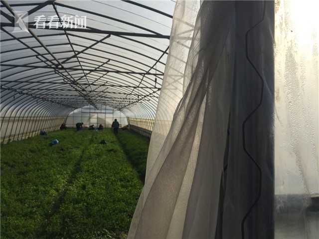 郊区河面大片结冰 蔬菜大棚启动保暖措施|蔬菜