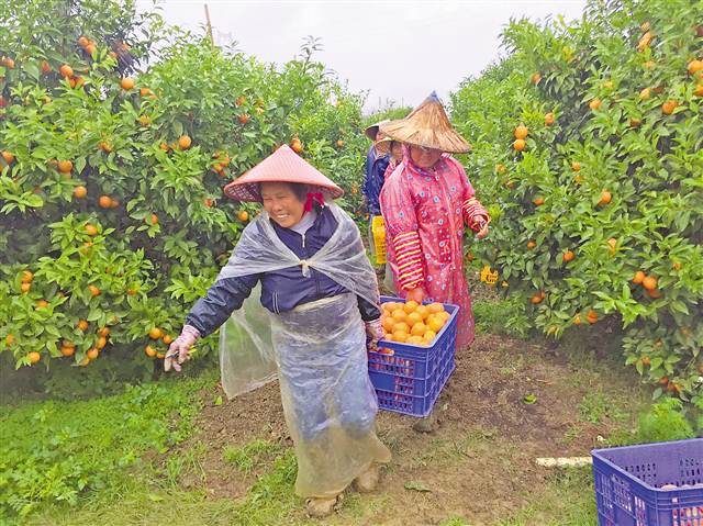 重庆沃柑苗引爆广西果农种植热潮