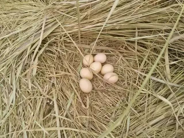 交九那天,阜阳人为什么都喝老母鸡汤?