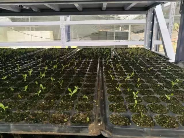 养鱼不换水、种菜不施肥，西安探索精准扶贫新模式