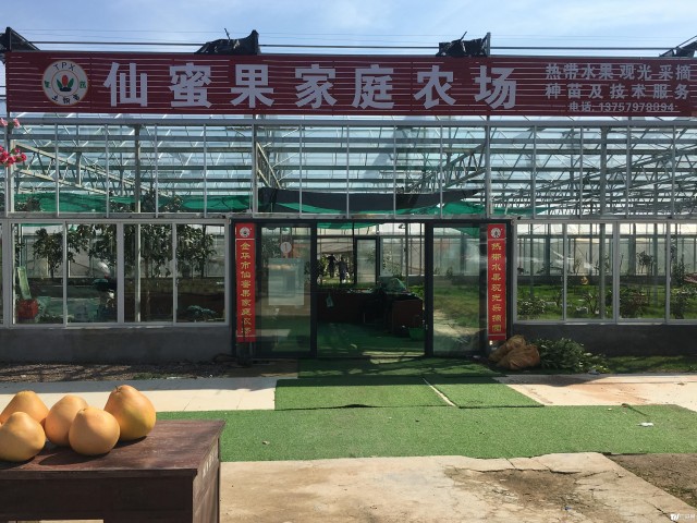 热带水果火龙果冬季也上市 金华市民有口福