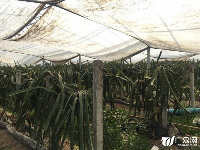 热带水果火龙果冬季也上市 金华市民有口福