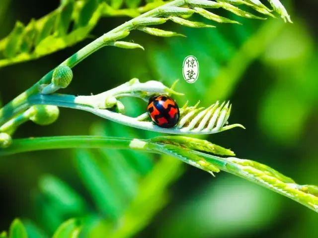 今日惊蛰,全家一定要这么做!保你一年不生病!赶