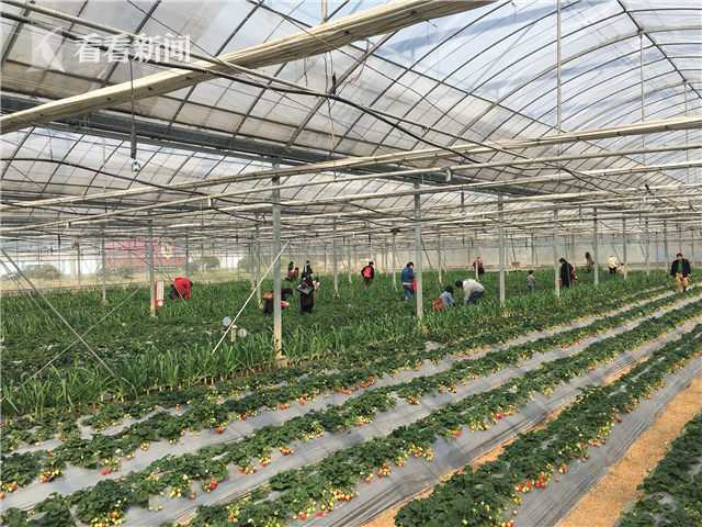 上海交大科研团队智慧结出高学历高颜值草莓