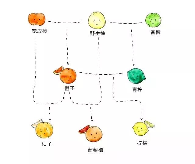 【挑好货】公司自留的年货来了!小身材大甜蜜