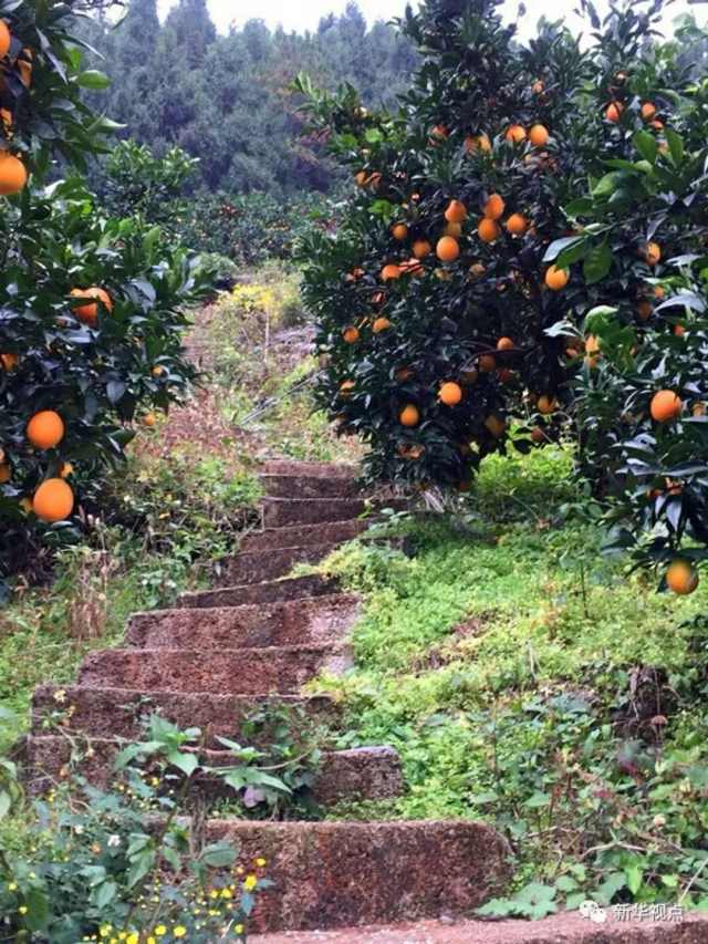 今日大雪:我们一起吃橘子吧