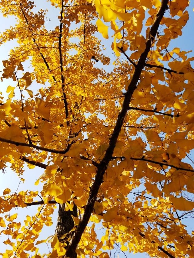 实力派千元品质手机,华为畅享7S之初体验|华为