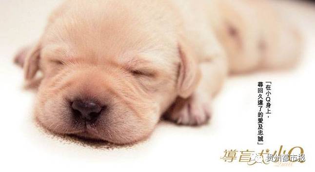 被导盲犬小Q感动过的亲,来看看贵州首只导盲犬