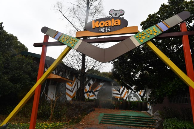 一天睡20个小时的考拉将从澳洲来南京定居