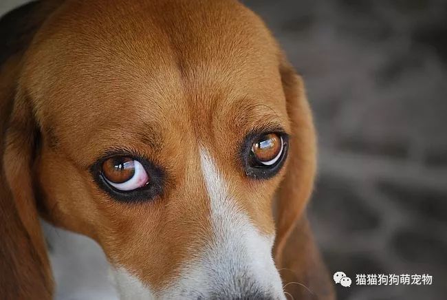 看到狗狗委屈的小眼神,你还舍得责怪它么