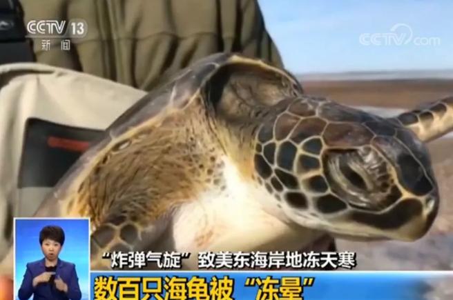 海龟vs 乌龟 PnM2-fyqincv2378573.jpg