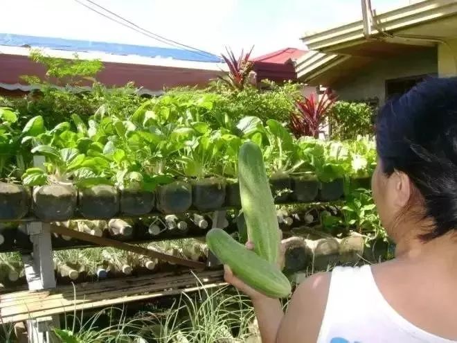 妙招!空油桶剪2刀,秒变种菜神器,蔬菜多到不用