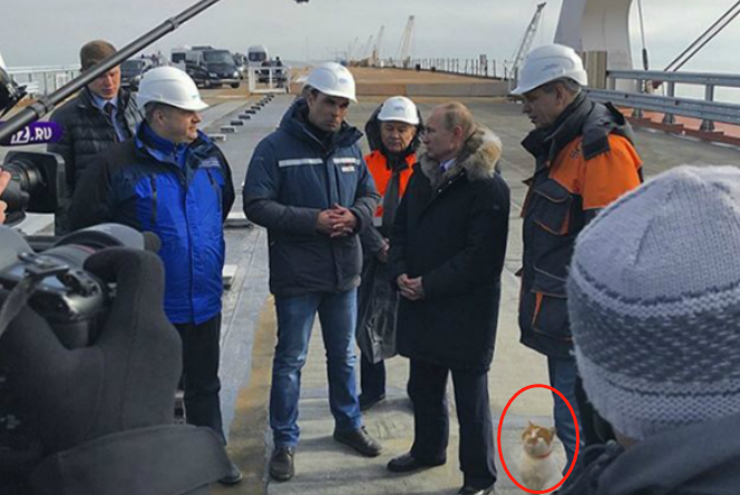 普京工地视察工作 被一只胖橘猫意外抢镜(图)