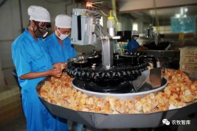 中国蛋鸡上市企业第一股?魏晓明: 满满的信心