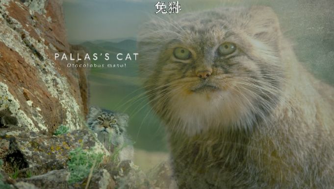 バグナク ステンレスSUS304製 猫の爪 虎の爪 バグナウ