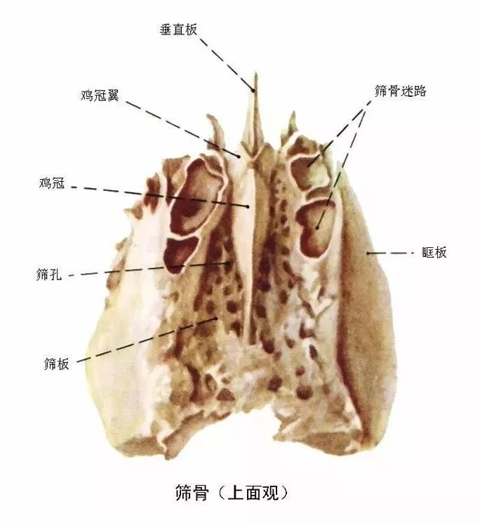 筛骨