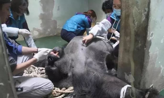 别了,上海人心中永远的"金刚"丨上海动物园第一只大猩猩离世