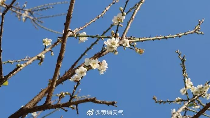 广州跨年 赏雪 指南|广州|梅花谷|石门香雪