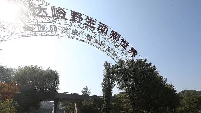 八达岭野生动物园老虎伤人案今开庭!原告索赔