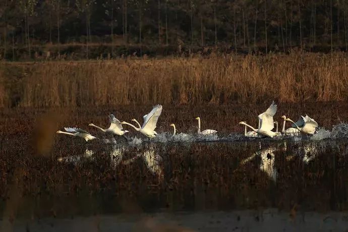 周末去哪儿(12.01-12.03) || 泡温泉何必去日本!