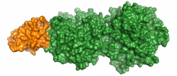 美科学家绘制出一种“长寿蛋白质”三维结构图