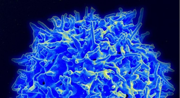 新研究认为免疫系统功能下降与癌症率上升相关