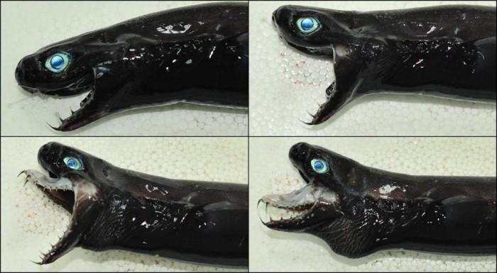 台湾近海发现“外星怪鱼” 独特外形令人称奇