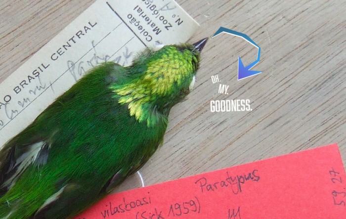 研究人员首次在亚马逊热带雨林中发现一种杂交鸟类|亚马逊