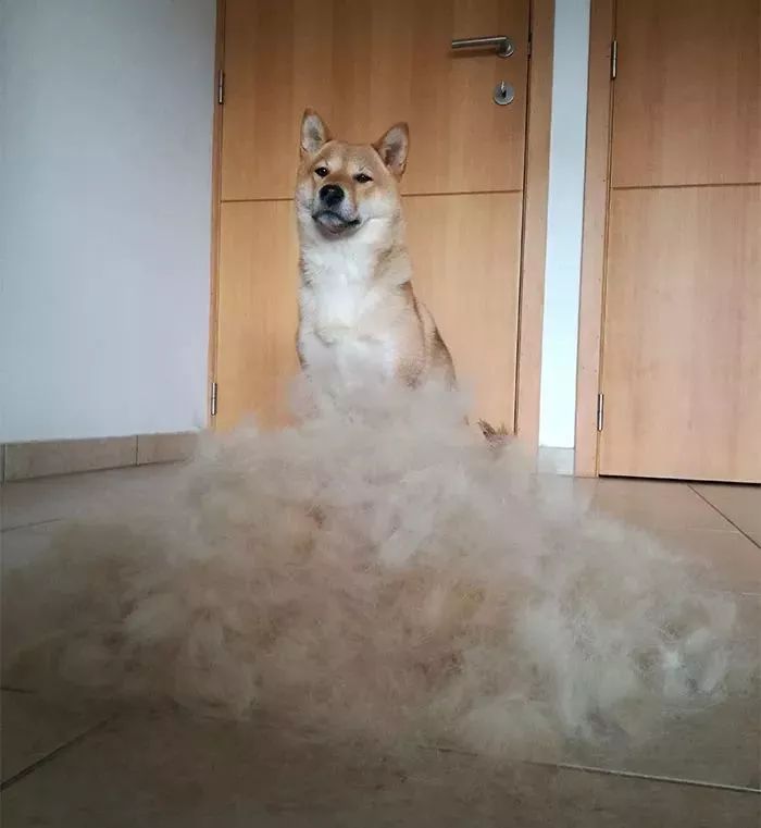 本以为养柴犬应该掉毛不多,梳了梳毛之后才知道!