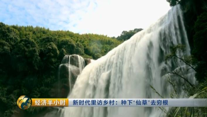 这里的农民靠仙草致富收入直增100倍 有啥秘笈