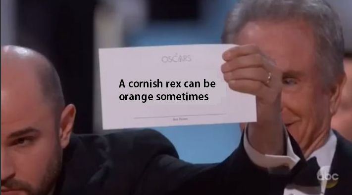 直播答题一夜爆火,多少冷题目冻哭玩家!网友:从