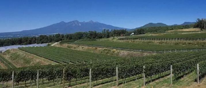 琳琅满目的法国葡萄酒、意大利葡萄酒、德国葡