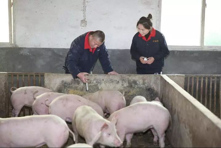 月薪上万的白领为何贷款回乡养猪,还受到国家