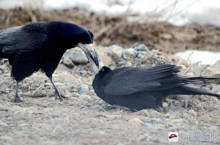 新疆鸟友拍到乌鸦嘴对嘴喂食画面,这是乌鸦在