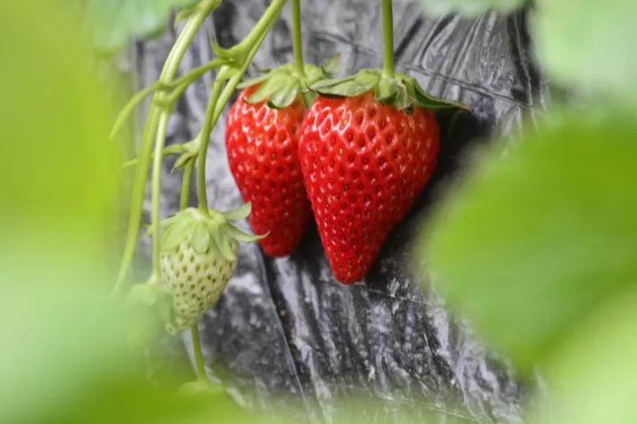 莓好时刻,银川这家zui火的冬季草莓采摘基地,终