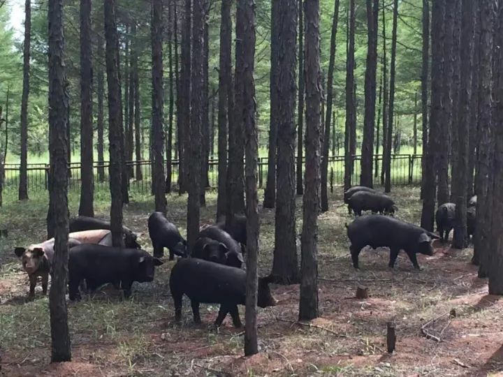 小伙伴们,大家好,我叫小黑,是和乐村林下生态黑猪.