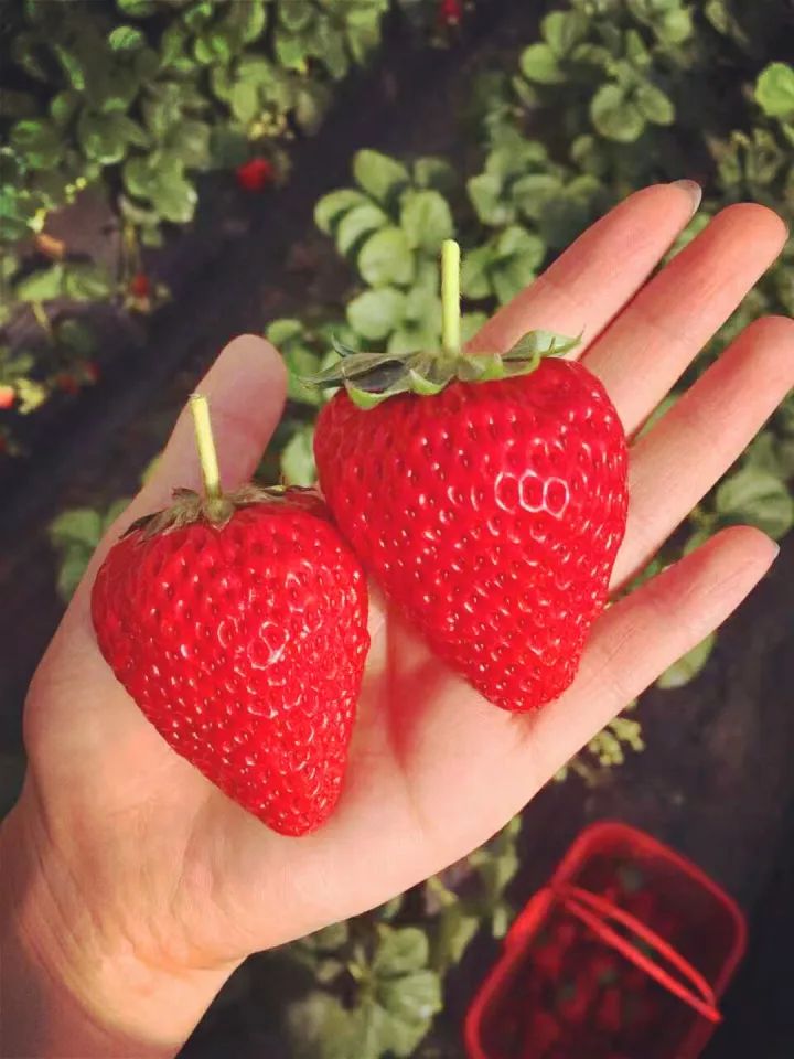 莓好时刻,银川这家zui火的冬季草莓采摘基地,终