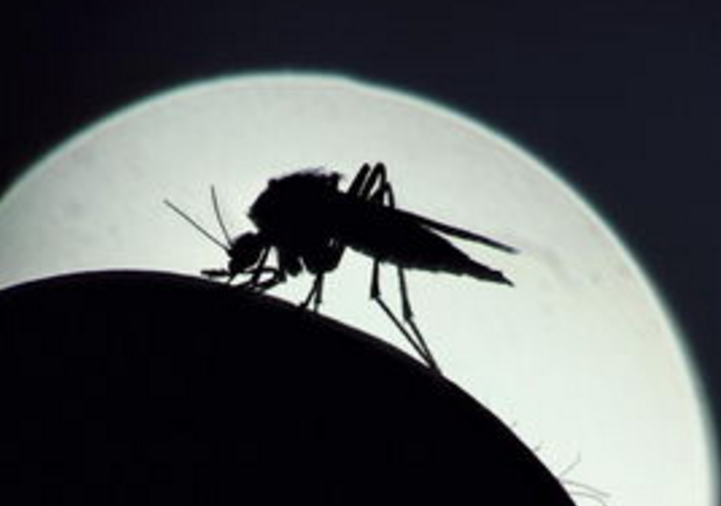 科学家首次证明蚊子具备学习和记忆能力