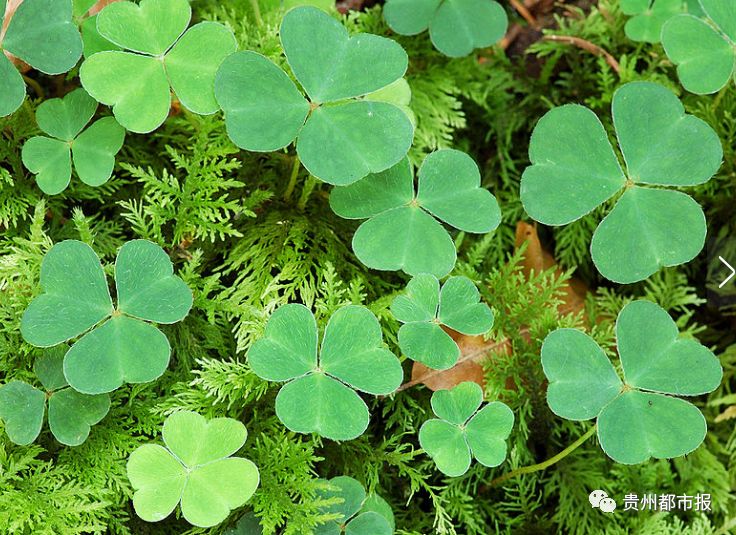 新年第一天,问你个问题!你采到过幸运草吗?|