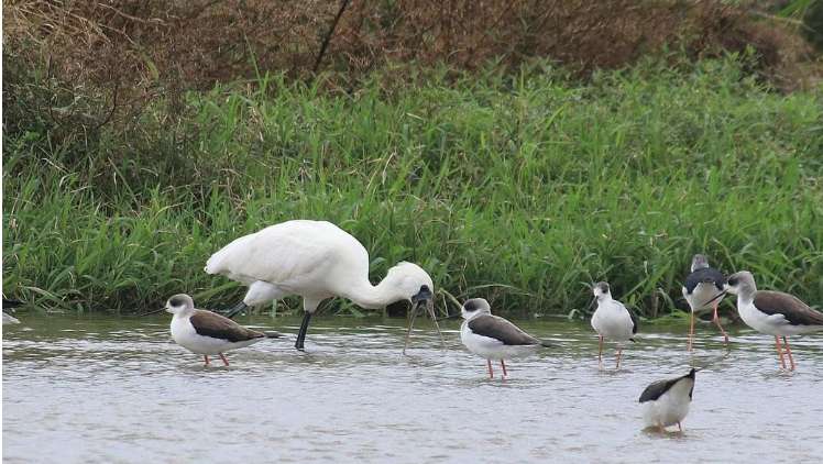 1512395337158719.png 台湾再现H5N6禽流感病毒 防疫部门启动应变机制