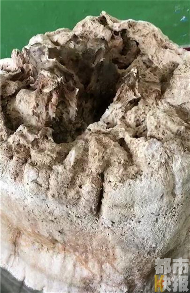 盖房捡到“太岁”巨蘑菇?专家解释:可能是工业废料。