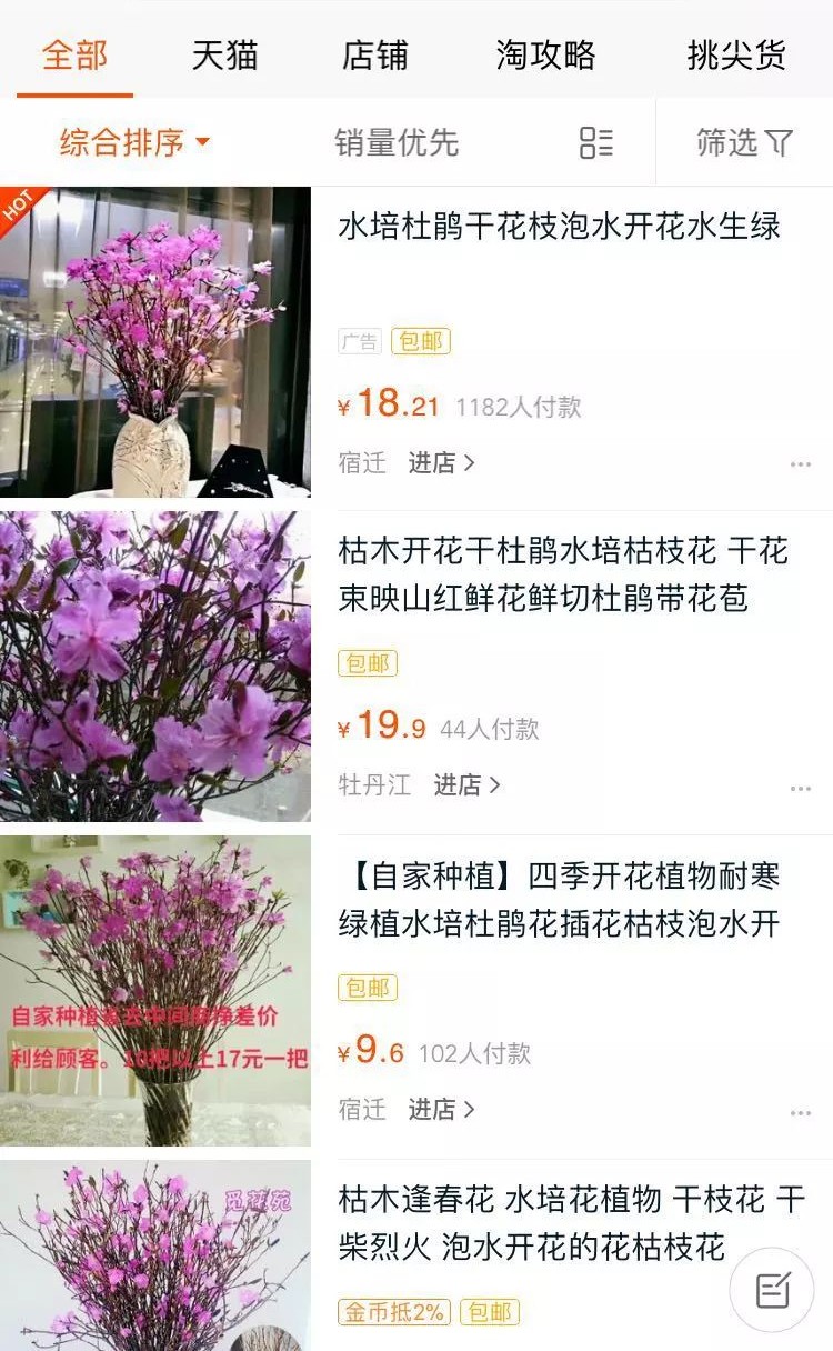 野生不让就改水培 兴安杜鹃干枝改头换面竟