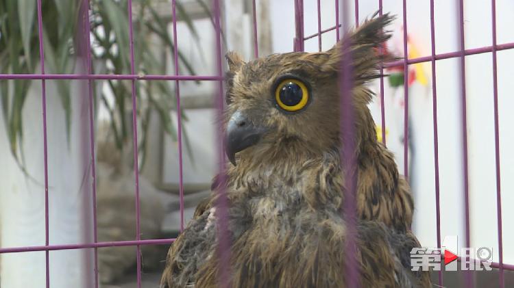 巫山首次发现世界濒危野生动物黄脚渔鸮