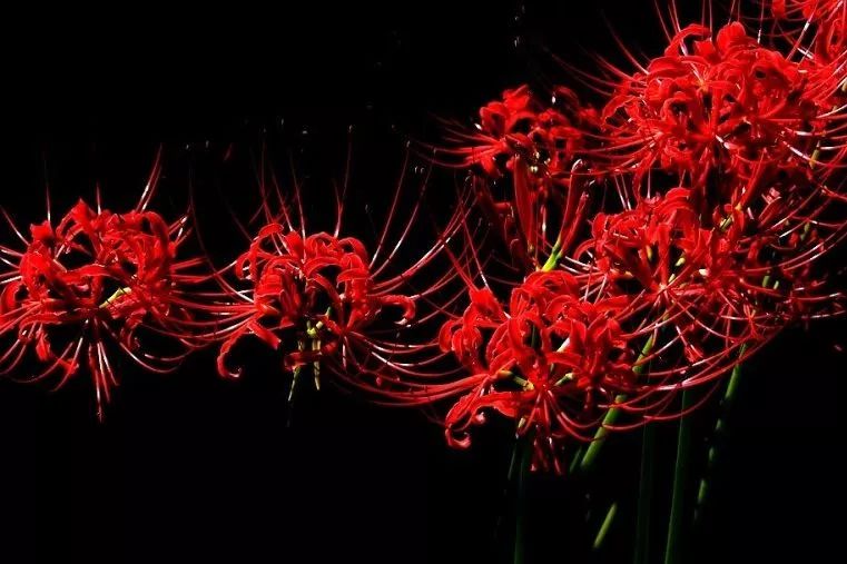 2018新版南京最美赏花时间表出炉!365天都有