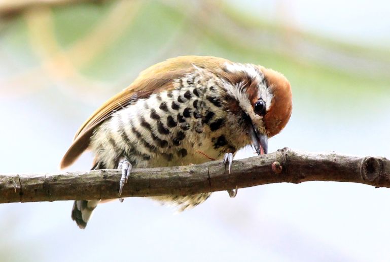 各地爷爷奶奶教娃儿看图识字…看完东北版的我